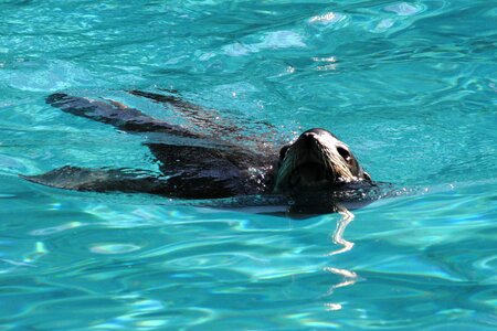 Otter aquatic animal nature