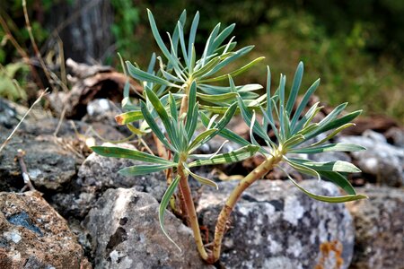 Succulent fouling nature