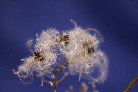 Winter seeds fluffy