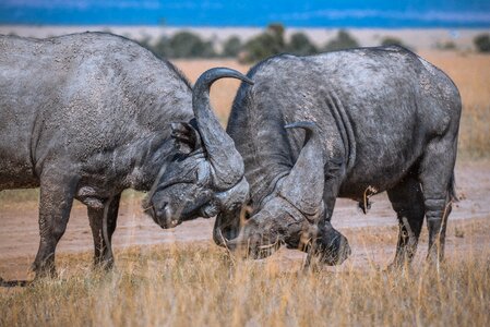 Safari wild herbivore photo