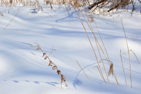 Nature snowdrifts dry grass