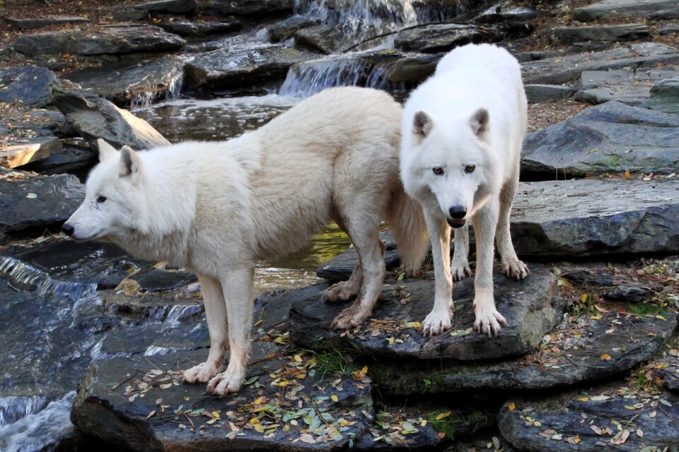 Animal wild predator
