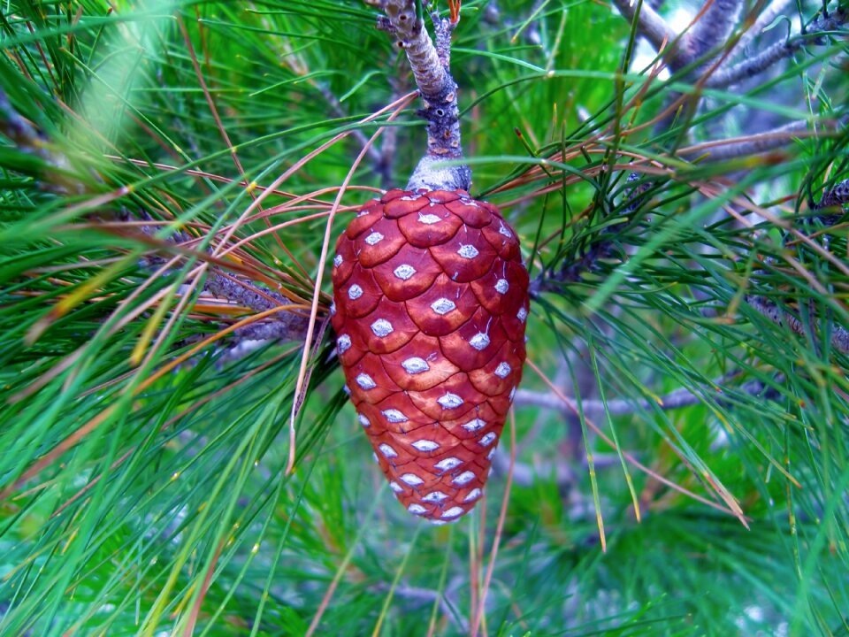 Season krupnyj plan needle