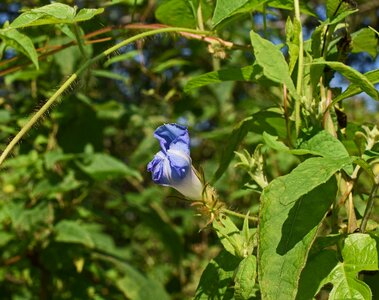 Blossom bloom plant