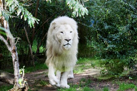 White lion feline animal