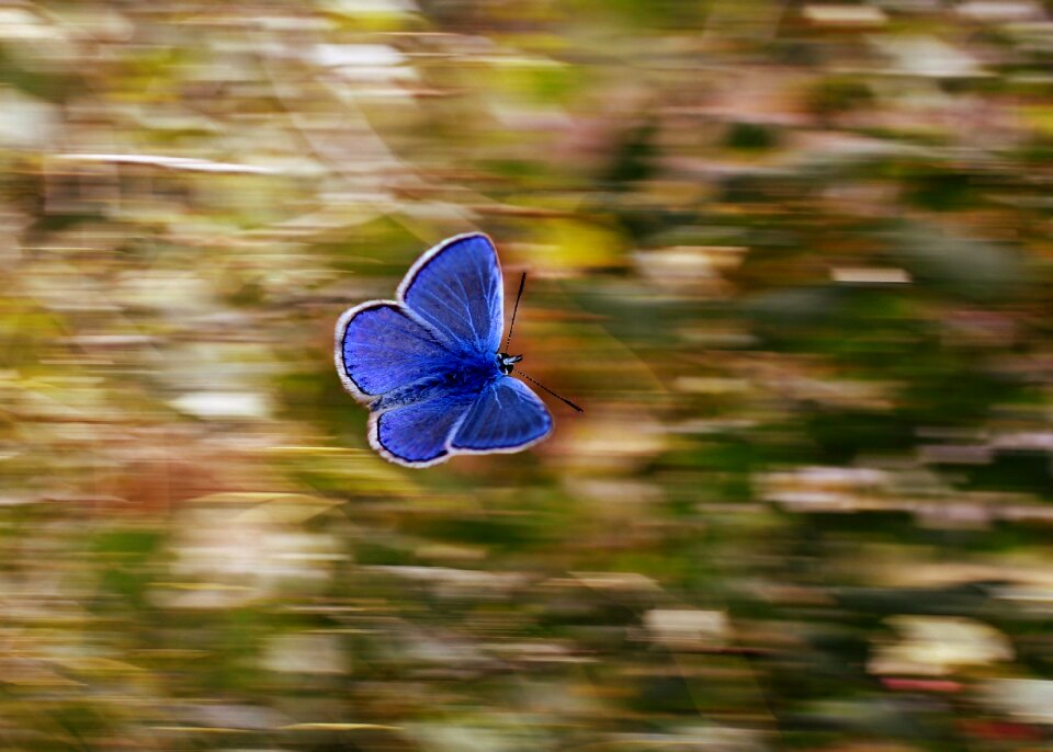 Flight insect nature