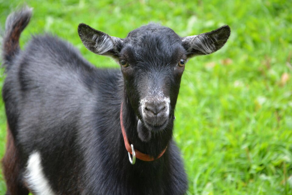 Black white animal nature