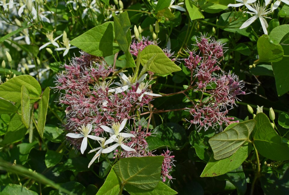 Blossom bloom plant