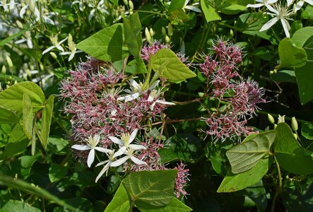Blossom bloom plant