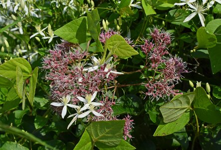 Blossom bloom plant photo