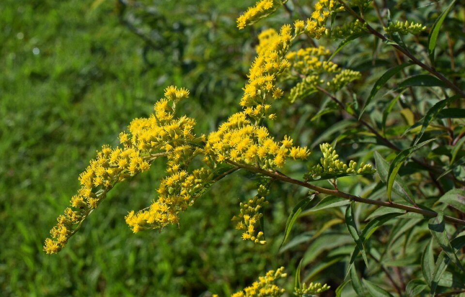 Bloom plant summer