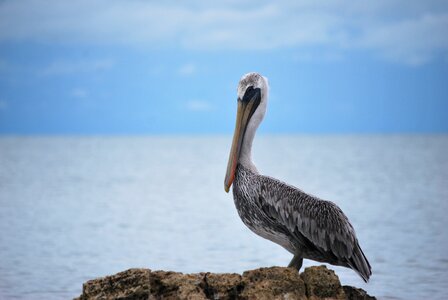 Pelican fauna animals photo