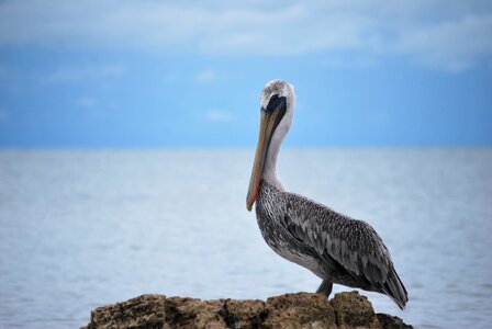 Pelican fauna animals