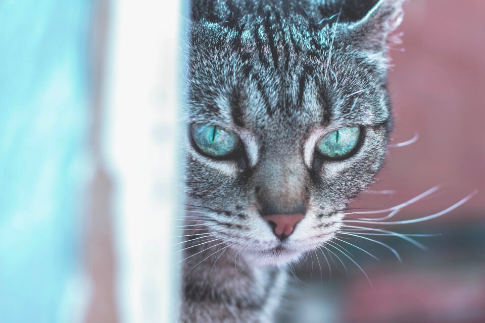 Domesticated eyes adorable