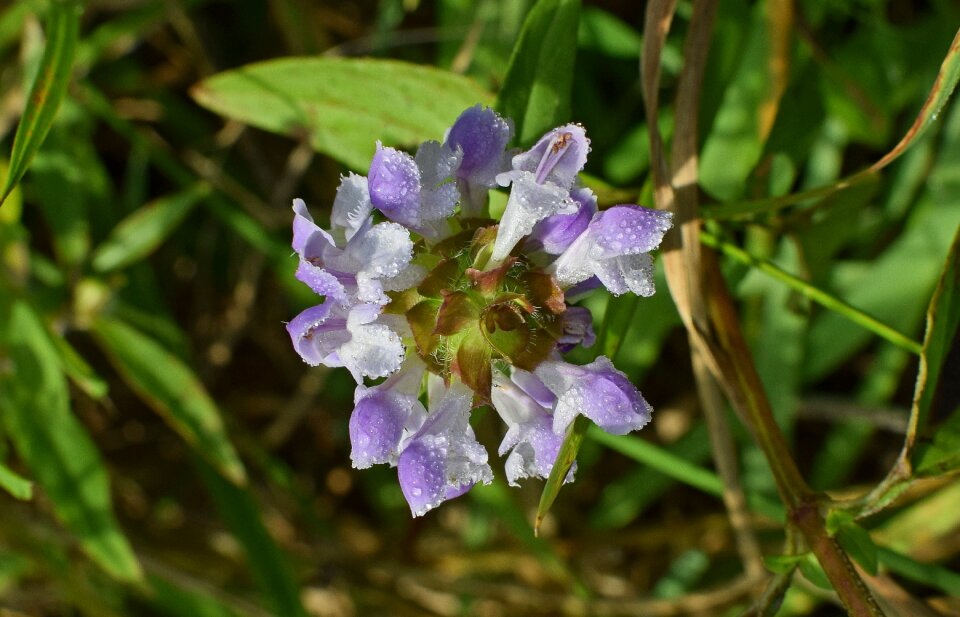 Bloom nature plant