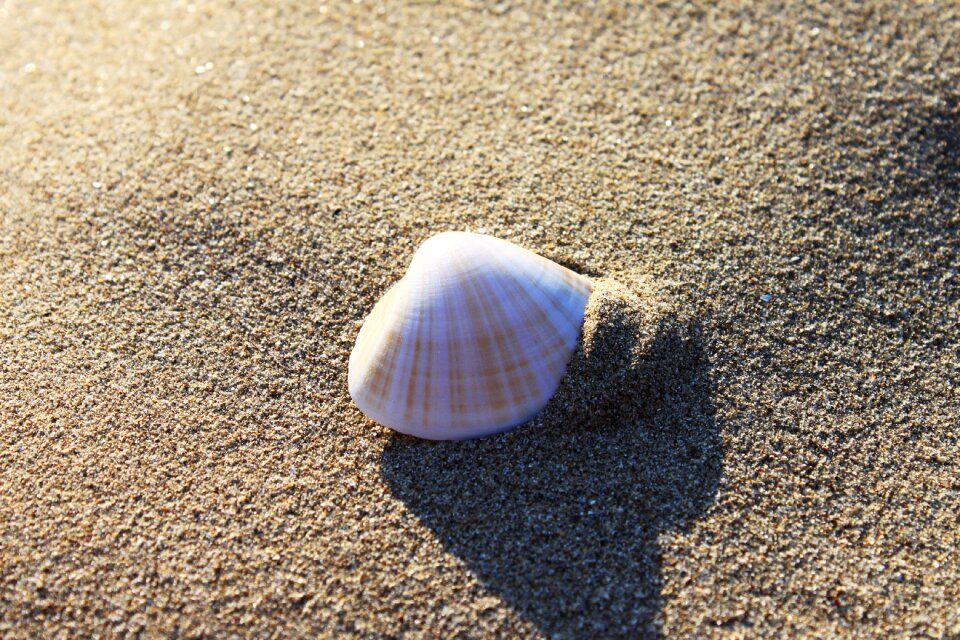 Shell seashell brown sand