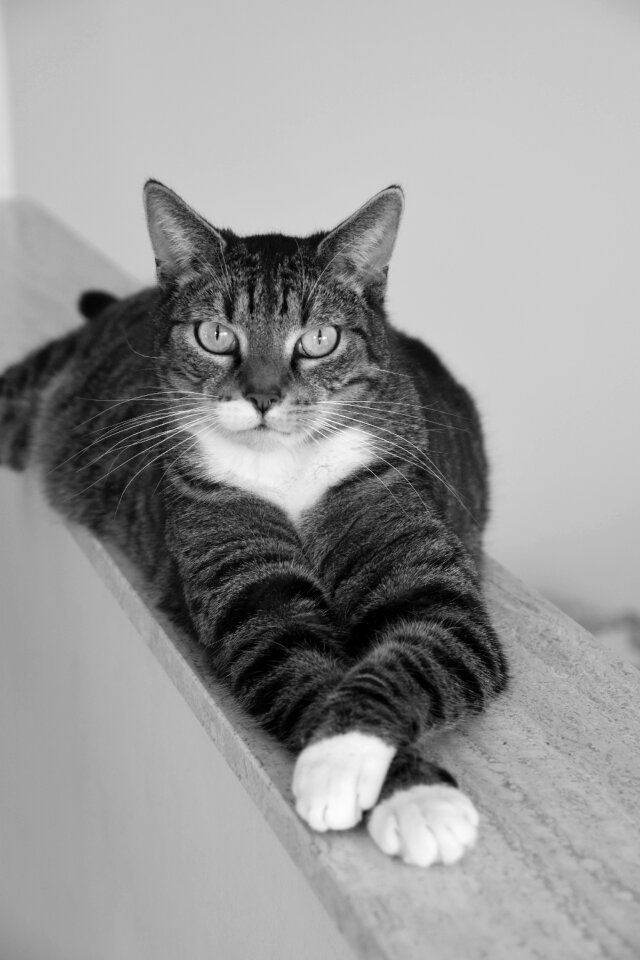 Domestic look feline