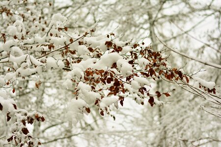 Branch tree winter mood