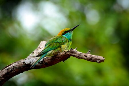 Animals birds sri lanka