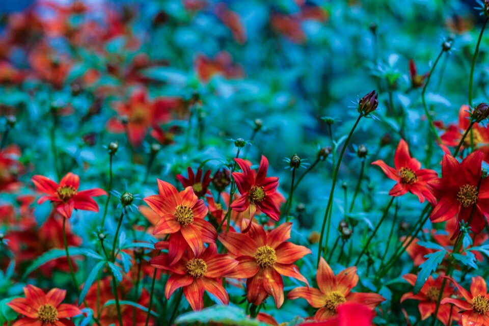 Garden flower floral blossom