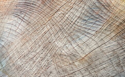 Wood grain structure pattern photo
