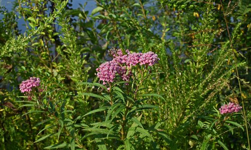 Bloom plant nature