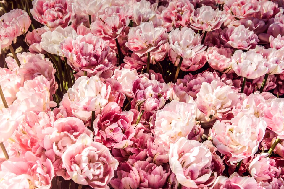 Bunch bouquet gift