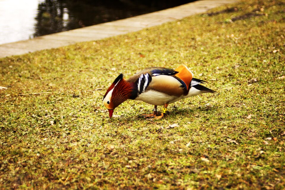 Bird picking outdoor
