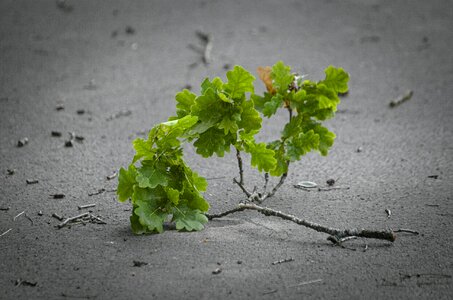 Canceled leaves oak leaves