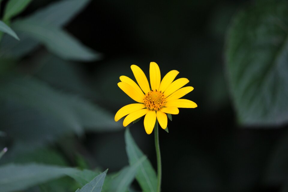 Bloom summer sunflower