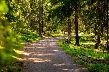 Nordic hiking outdoor