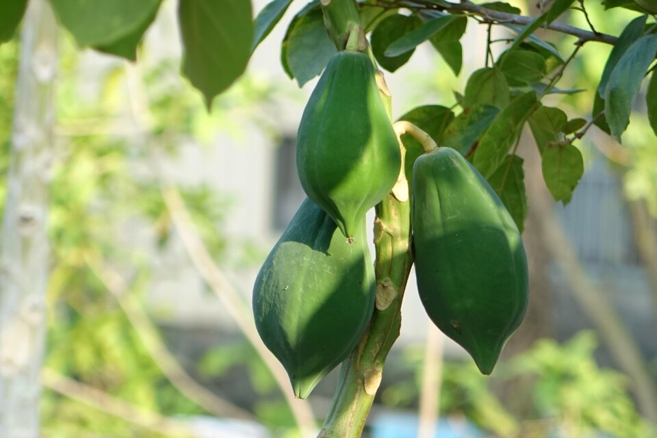 Food nature fruit