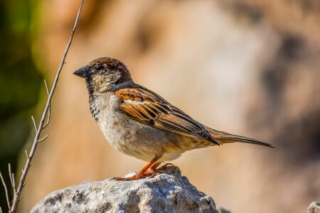 Bird animal outdoors photo