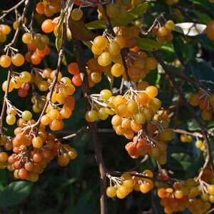 Nature edible berries