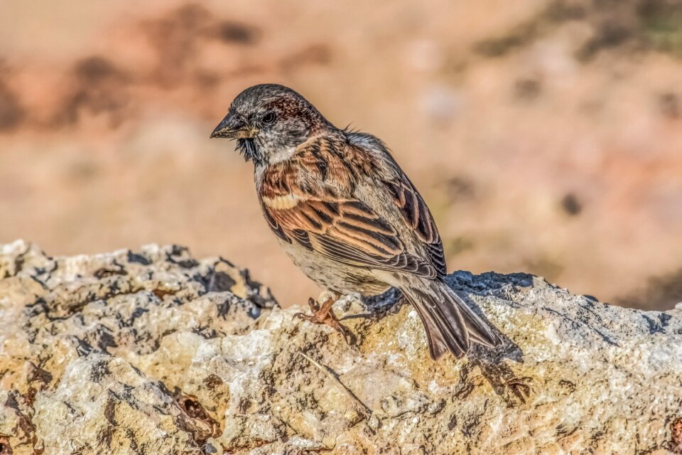 Wildlife outdoors animal
