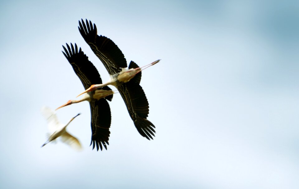 Animals birds sri lanka