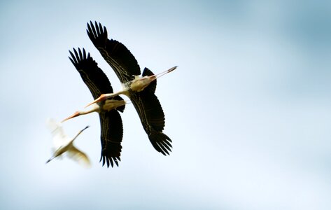 Animals birds sri lanka