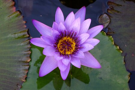 Lotus flower aquatic plants