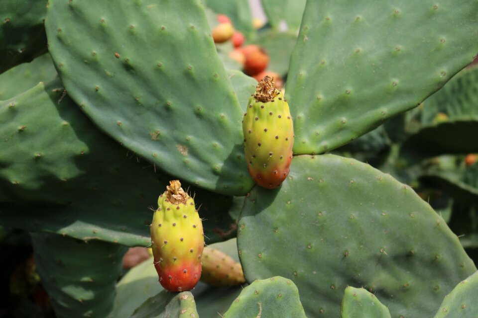 Prickly mediterranean cactus greenhouse