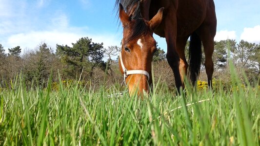 Nature i wanted to live with animals horse brown