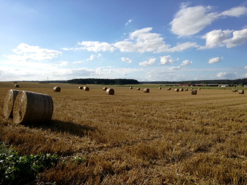 Farm harvesting crop