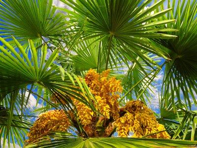 Summer leaf palm fronds photo