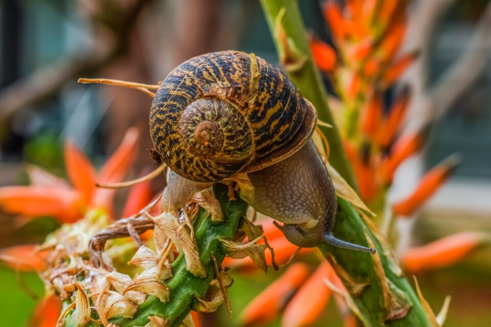 Closeup animal gastropod