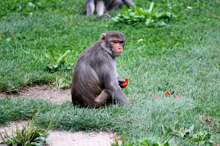 Zoo primate feeding