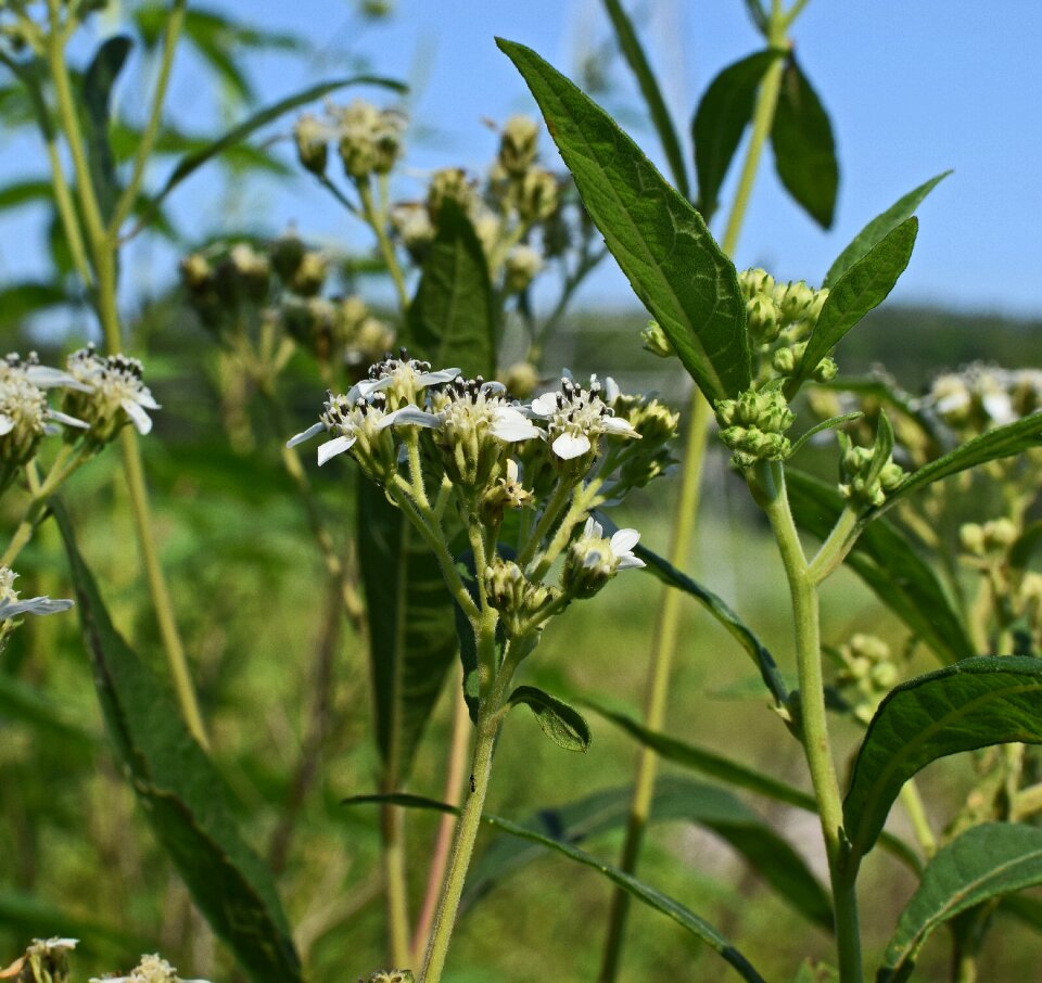 Blossom bloom plant