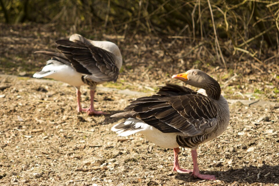 Nature animal world goose