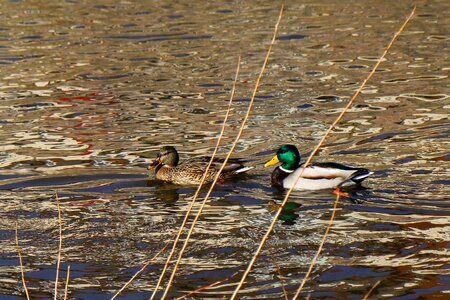 Bird puddle river