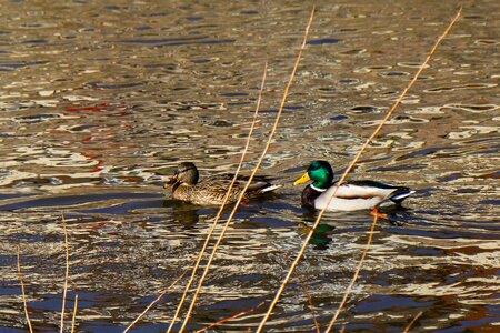 Bird puddle river photo