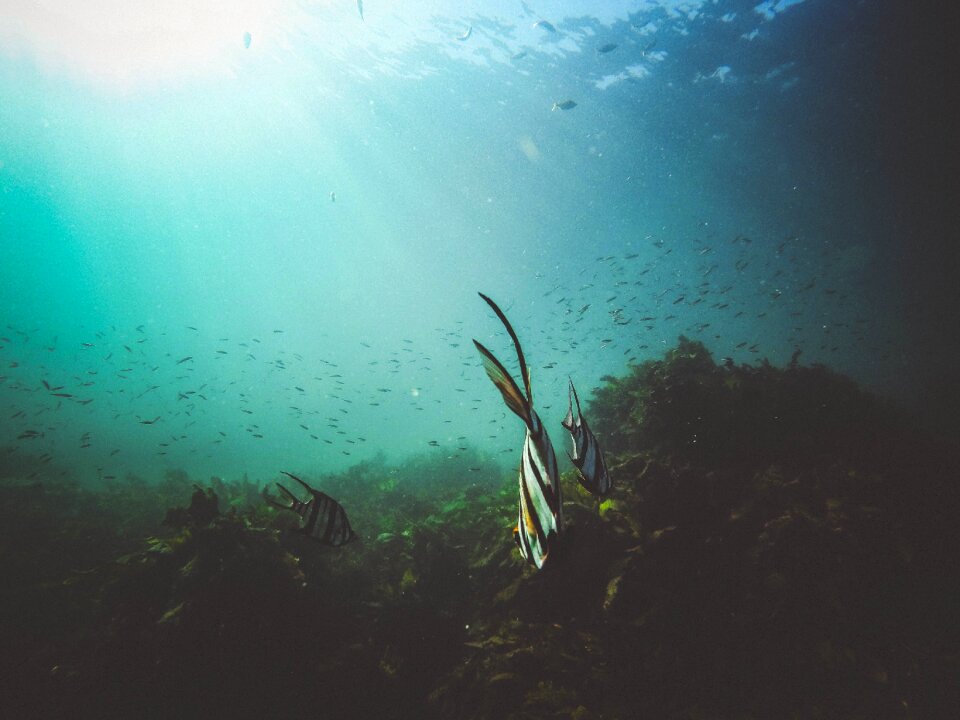 Sea underwater marine