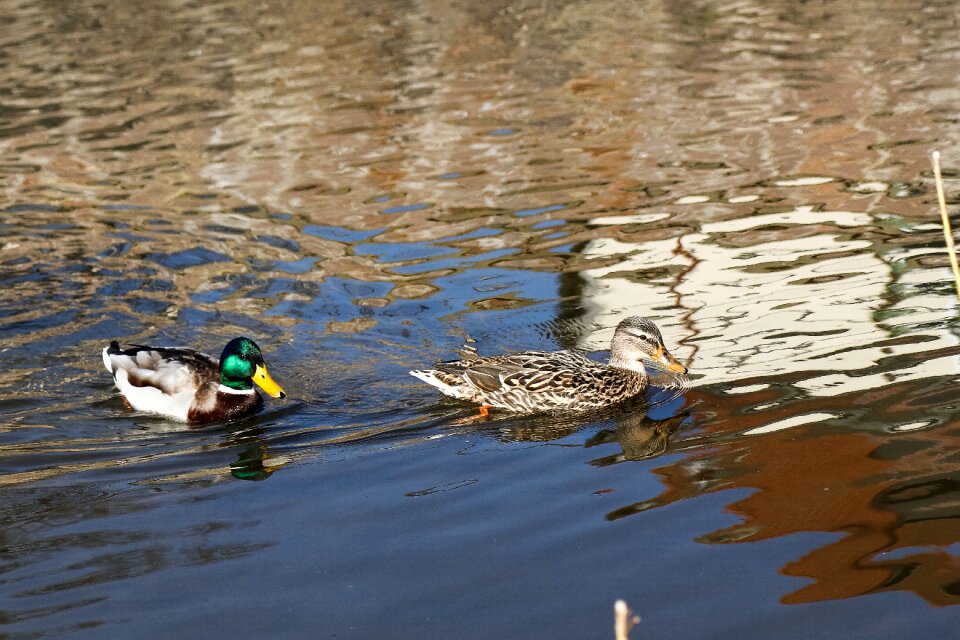 Puddle lake waters photo